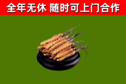 梁溪区烟酒回收冬虫夏草.jpg