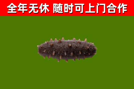 梁溪区烟酒回收干海参.jpg